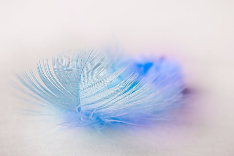 Veiled Beauty
